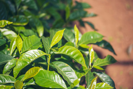 Banner Agriculture Green coffee tree growing berry bean plant. Coffee tree farm growth in eco organic garden. Panorama Fresh coffee bean green leaf bush berry plant arabica garden with copy spaceの写真素材