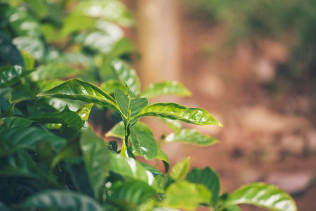 Banner Agriculture Green coffee tree growing berry bean plant. Coffee tree farm growth in eco organic garden. Panorama Fresh coffee bean green leaf bush berry plant arabica garden with copy spaceの写真素材