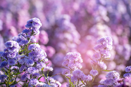Purple Pastel margaret flower floral soft nature blossom blurred background. Pastel violet romance bloom spring season. Magenta petals blossom in beautiful garden. Close-up violet floral wildflowerの写真素材