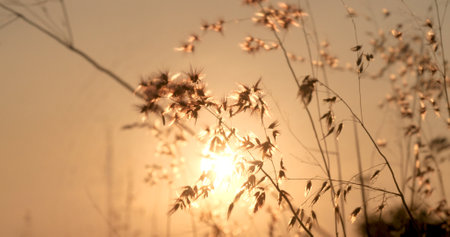 Grass field sunset Beautiful landscape with grasses meadow on sunlight. Countryside heaven amazing field scene grass meadow on sunbeam nature dawn. Sunset dawn landscape vibrant scenery horizontalの写真素材
