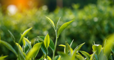 Green tea tree leaves field Fresh young tender bud herbal in farm on summer morning. Sunlight Green tea tree plant camellia sinensis in organic farm. Close up Tree tea plant green nature in morningの写真素材