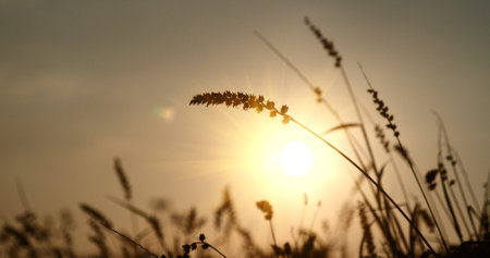 Grass field sunset Beautiful landscape with grasses meadow on sunlight. Countryside heaven amazing field scene grass meadow on sunbeam nature dawn. Sunset dawn landscape vibrant scenery horizontalの写真素材