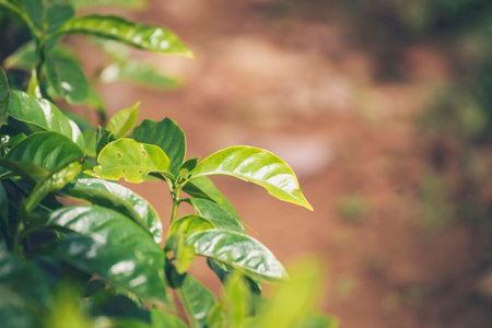 Banner Agriculture Green coffee tree growing berry bean plant. Coffee tree farm growth in eco organic garden. Panorama Fresh coffee bean green leaf bush berry plant arabica garden with copy spaceの写真素材
