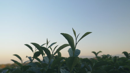Green tea tree leaves field Fresh young tender bud herbal in farm on summer morning. Sunlight Green tea tree plant camellia sinensis in organic farm. Close up Tree tea plant green nature in morningの写真素材