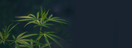 Banner Green weed Marijuana tree cannabis plant narcotic herbal in CBC greenhouse. Panorama Hemp leaf made cannabis crude oil medicine farm. CBC, THC herb agriculture Weed leaf Drug with copy spaceの写真素材