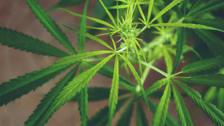 Green weed Marijuana tree cannabis plant herbal in greenhouse. Hemp leaf made cannabis crude oil medicine farm. THC herb agriculture Weed leaf. Medicine sustainability conceptの写真素材