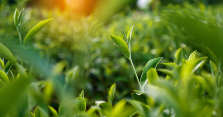 Green tea tree leaves field Fresh young tender bud herbal in farm on summer morning. Sunlight Green tea tree plant camellia sinensis in organic farm. Close up Tree tea plant green nature in morningの写真素材