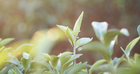 Green tea tree leaves camellia sinensis in organic farm sunlight. Fresh young tender bud herbal farm on summer morning. Sunlight Green tea tree plant. Close up Tree tea plant green nature in morningの写真素材