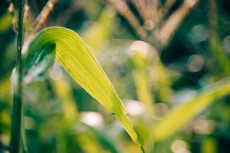 Nature forest green tree sunlight beam light in woodland. Beautiful rays of sunlight in tranquil...