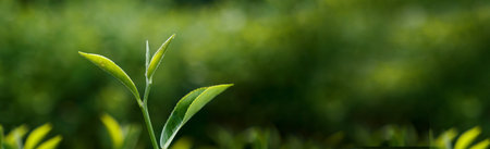 Banner Green tea tree leaves field young tender bud herbal Green tea tree in camellia sinensis organic farm. Panorama Fresh Tree tea leaf plant green nature in herbal farm background with Copy Spaceの写真素材