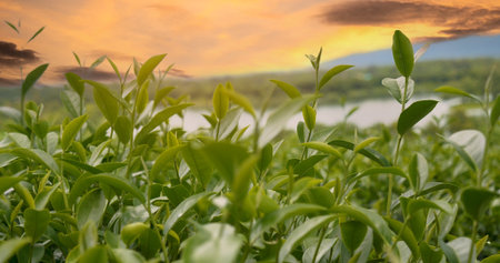 Green tea tree leaves camellia sinensis in organic farm sunlight. Fresh young tender bud herbal farm on summer morning. Sunlight Green tea tree plant. Close up Tree tea plant green nature in morningの写真素材