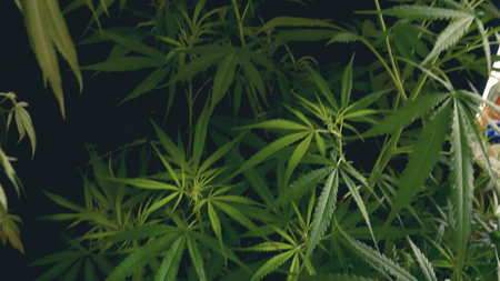 Green weed Marijuana tree cannabis plant narcotic herbal in CBC greenhouse. Hemp leaf made cannabis crude oil medicine farm. CBC, THC herb agriculture Weed leaf Drug. Medicine sustainability conceptの写真素材