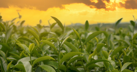 Green tea tree leaves field Fresh young tender bud herbal in farm on summer morning. Sunlight Green tea tree plant camellia sinensis in organic farm. Close up Tree tea plant green nature in morningの写真素材