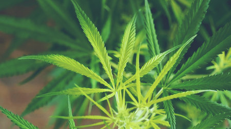 Green weed Marijuana tree cannabis plant narcotic herbal in CBC greenhouse. Hemp leaf made cannabis crude oil medicine farm. CBC, THC herb agriculture Weed leaf Drug. Medicine sustainability conceptの写真素材