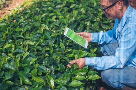 Smart farmer Close up Hand control planting tree. Farmer hands cultivated fresh garden in eco biotechnology. Farmland technology man holding smartphone in eco green farm sustainable quality controlの写真素材