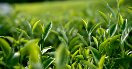 Green tea tree fresh leaves in eco herbal farm. Tree tea plantations in morning sun light. Freshness herbal natural garden farmland. Drinking organic relax heath plant. Green tea tree in farmの写真素材