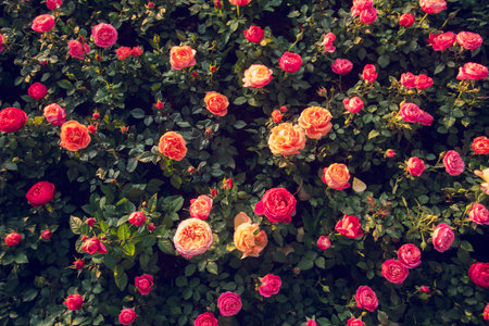 Sunny flower floral soft roses sunbeam blossom blurred background. Sunbeam shining through Pastel pink roses romance bloom spring season soft ray light. Petals blossom in beautiful gardenの写真素材