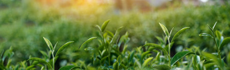 Banner Green tea tree leaves field young tender bud herbal Green tea tree in camellia sinensis...