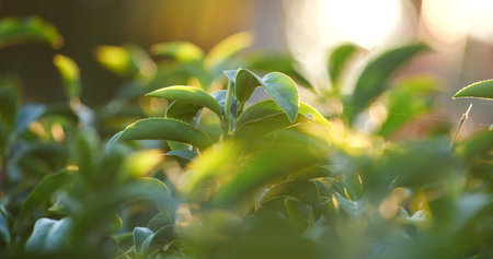 Green tea tree leaves camellia sinensis in organic farm sunlight. Fresh young tender bud herbal farm...