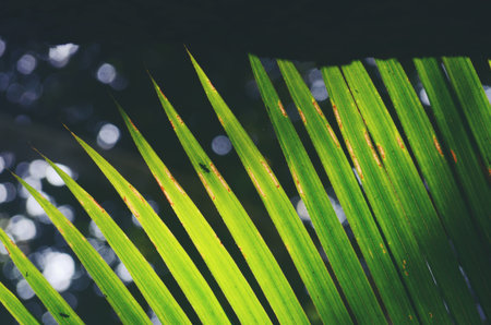 Green leaf background textures ecology garden on tropical rain forest jungle banana leaves palm...