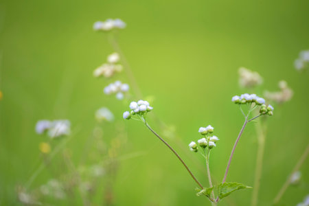 White Pastel flower floral soft nature blossom blurred background. White flowers romance botanical...