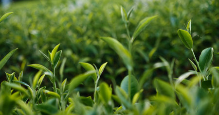 Green tea tree fresh leaves in eco herbal farm. Tree tea plantations in morning sun light. Freshness...