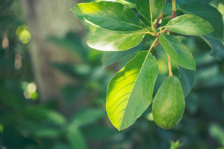 Avocado tree green plant healthy fruit farm. Farmer growing plant in eco green farm sustainable...