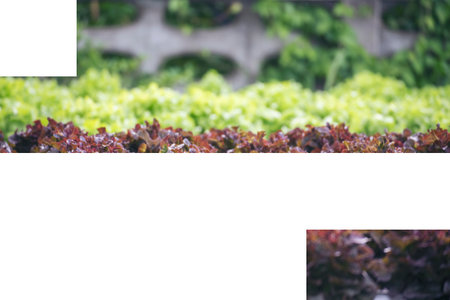 Salad farm vegetable green oak lettuce. Close up fresh organic hydroponic vegetable plantation...