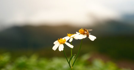 White Pastel flower floral soft nature blossom blurred background. White flowers botanical bloom...