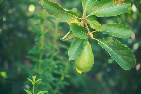 Avocado tree green plant healthy fruit farm. Farmer growing plant in eco green farm sustainable...