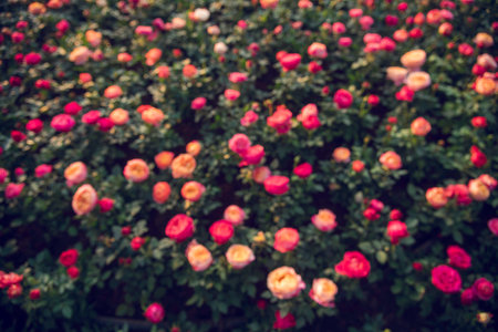 Sunny flower floral soft roses sunbeam blossom blurred background. Sunbeam shining through Pastel...
