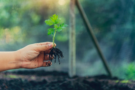 Eco green earth environment concept. Hand with growing tree on earth day with sunlight bokeh in morning. Save world energy protect by plant tree in soil and watering.の写真素材
