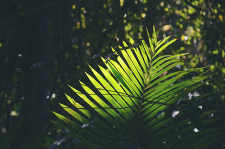 Green leaf background textures ecology garden on tropical rain forest jungle banana leaves palm...