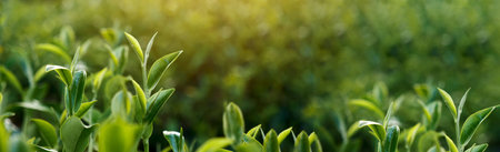Banner Green tea tree leaves camellia sinensis organic farm sunlight. Panorama Fresh young tender...