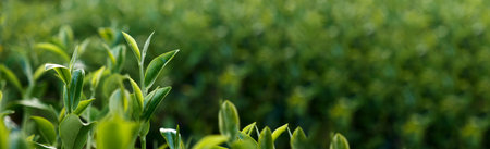 Banner Green tea tree leaves field young tender bud herbal Green tea tree in camellia sinensis organic farm. Panorama Fresh Tree tea leaf plant green nature in herbal farm background with Copy Spaceの写真素材