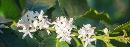 Coffee flower tree green nature white color blossom. White flower on coffee tree Robusta arabica berries on coffee farm garden. Fresh bean berry plantation. Agriculture growth in green organic farmの写真素材