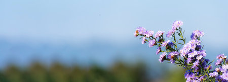Banner Purple Pastel margaret flower floral blossom blurred background. Pastel violet romance bloom spring season. Magenta petals blossom in garden. Banner violet floral wildflower with copy spaceの写真素材