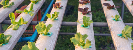 Banner fresh organic hydroponic vegetable plantation produce green salad hydroponic farm. Panorama...