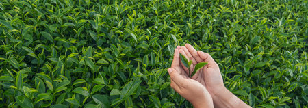 Banner Woman Hand holding harvest plucking black green tea herbal. Panorama Black Tea farm harvest. Wide hand plucking green tea tree picking bud young tender camellia sinensis leaves with copy spaceの写真素材