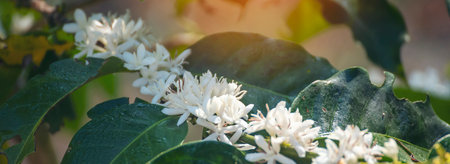 Coffee flower tree green nature white color blossom. White flower on coffee tree Robusta arabica berries on coffee farm garden. Fresh bean berry plantation. Agriculture growth in green organic farmの写真素材