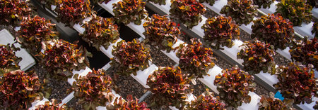 Banner fresh Red Oak Leaf Lettuce organic hydroponic vegetable plantation produce red salad hydroponic farm. Panorama red oak lettuce salad in Organic Farm. Salad farm vegetable with copy spaceの写真素材