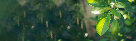 Banner Avocado tree green plant healthy fruit farm. Smart farmer growing eco green farm sustainable...