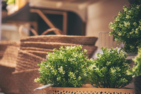 Plant pot office decor on wood table. Green decorate home office desk. Green potted plant on wood office desk in springtime garden. Fern bush green leaf foliage floral Houseplant home office decorの写真素材