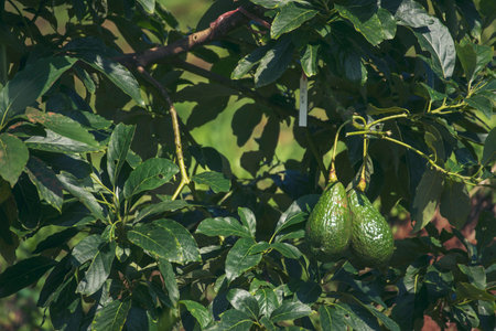 Avocado tree green plant healthy fruit farm. Farmer growing plant in eco green farm sustainable quality control. Avocado fruit Farm planting in eco Farmland biotechnology. Fruit organic farmの写真素材