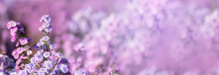 Banner Purple Pastel margaret flower floral blossom blurred background. Pastel violet romance bloom spring season. Magenta petals blossom in garden. Banner violet floral wildflower with copy spaceの写真素材