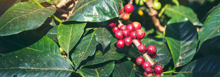 Banner coffee bean berry plant fresh seed. panoramic Ripe Red coffee tree growth green eco organic farm. Banner red ripe seed robusta arabica berries harvest coffee garden. Coffee bean tree copy spaceの写真素材
