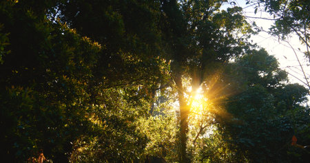 Nature forest green tree magic sunlight beam light in woodland. Beautiful rays of sunlight in tranquil green forest. Sumbeam through ray light outdoors park. Natural Blurred background summer time.の写真素材