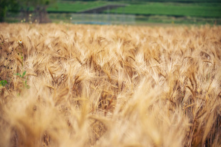 Dry barley wheat agriculture field ingredient for bread grain cultivated in produce agricultural. Golden field pasture farmland. Barley Ripe barleys on evening sunset. cultivated natural farmlandの写真素材