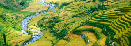 Banner Rice terrace Field Green agriculture landscape. Ecosystem rice paddy field Vietnam farm brook. Banner Golden green rice terraces in tropical Sustainable natural sunrise with copy spaceの写真素材