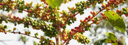 Banner coffee bean berry plant fresh seed. panoramic Ripe Red coffee tree growth green eco organic farm. Banner red ripe seed robusta arabica berries harvest coffee garden. Coffee bean tree copy spaceの写真素材